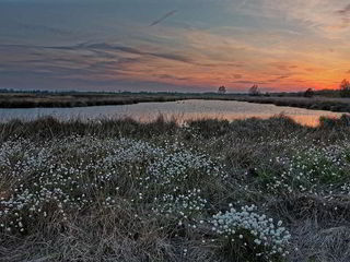 Panoramaaufnahme Abenddämmerung: Moorlandschaft mit Wollgras