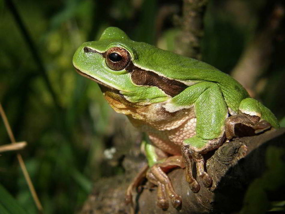 Großaufnahme: Ein Laubfrosch auf einem Baumstamm.