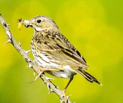 Feldlerche - Vogel des Jahres 2019