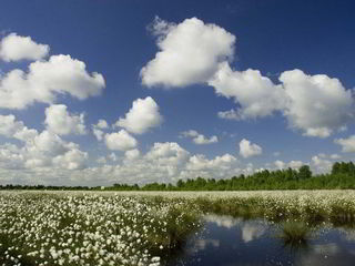 Panoramablick: Ein Moorlandschaft übersät mit weißem Wollgras.