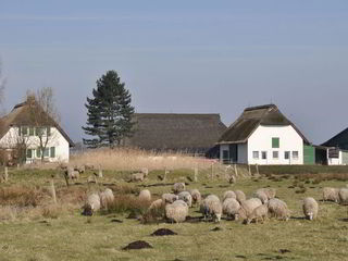 Eine Wiese mit Moorschnucken, dahinter der Schäferhof. Ein weißes Gebäude mit Reetdach.