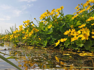 Sumpfdotterblumen